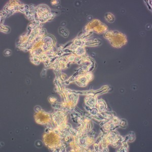 Mikroorganismy, které budou využívané v novém závodě zahrnují i Penicillium coprobium