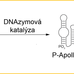 Apollon defosforyluje substrát (pNPP) a tím vzniká žlutý produkt (pNP)