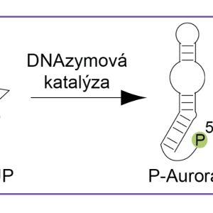 Aurora defosforyluje molekulu substrátu (4-MUP) a tím vytváří fluorescenční produkt (4-MU)