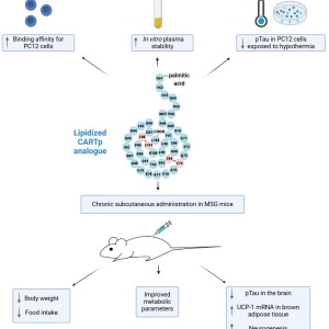 Upravený peptid odvozený od přirozeného peptidu CART. Po opakovaném podání myším trpícím obezitou a prediabetem začaly myši méně jíst, zhubly a zlepšil se jejich metabolismus.  Jejich mozek vykazoval sníženou patologii proteinu Tau a v 