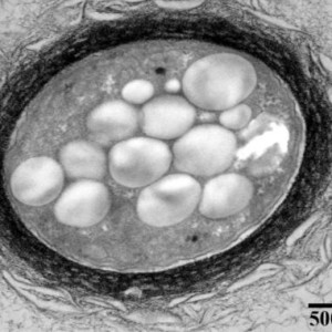 Zobrazení bakteriální buňky Azotobacter vinelandii zapouzdřené v hydrogelu (zdroj: ÚPT AV ČR)