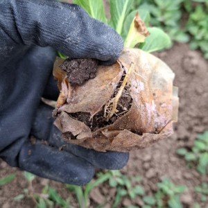 Rozklad bio-folie na poli