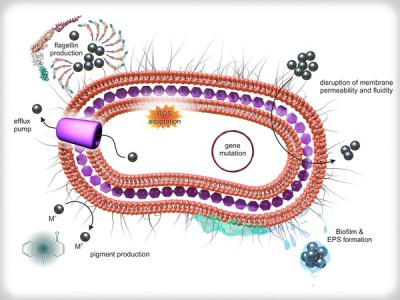 Bakterie se dokážou adaptovat i na antimikrobiální nanomateriály