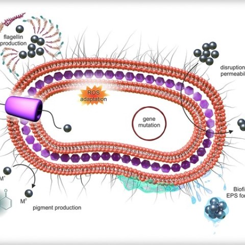 Bakterie se dokážou adaptovat i na antimikrobiální nanomateriály