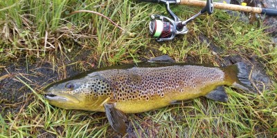 Česko-americký výzkum odhalil psychoaktivní léčiva v raných stadiích sladkovodních ryb