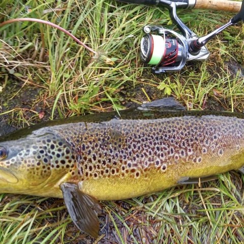Česko-americký výzkum odhalil psychoaktivní léčiva v raných stadiích sladkovodních ryb